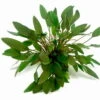 In-Vitro Kompakter Wasserkelch / Cryptocoryne Wendtii ´Kompakt´ -Pflanzen Serien Rabatt T437DE 1 2