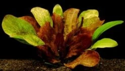 Rot Geflammte Schwertpflanze / Echinodorus Red Flame -Pflanzen Serien Rabatt T450OK 1 2