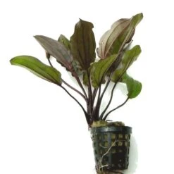 Intensiv Wein-rote Echinodorus Regine Hildebrandt -Pflanzen Serien Rabatt T457OK 1 2