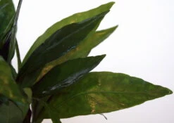 Grünes Cichlidenkraut / Justicia Sp. Gendarossa - Gendarussa -Pflanzen Serien Rabatt T614 LL 1 4