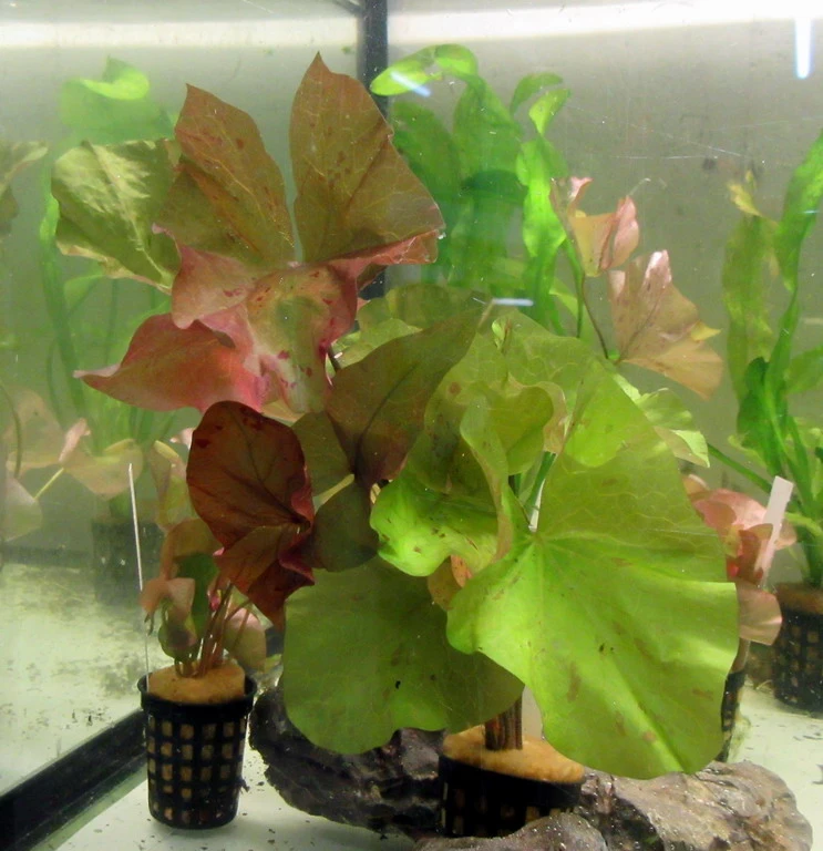 Daubenys Seerose / Nymphaea Daubenyana Eine RARITÄT! 3 Daubenys Seerose / Nymphaea Daubenyana Eine RARITÄT!