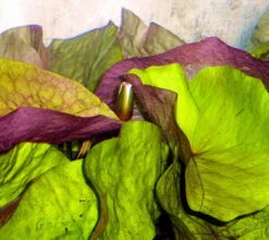 Kleinblättrige Zwerg-Seerose / Nymphaea Minuta Eine RARITÄT! 8 Kleinblättrige Zwerg-Seerose / Nymphaea Minuta Eine RARITÄT! -Pflanzen Serien Rabatt T757OK 1 2