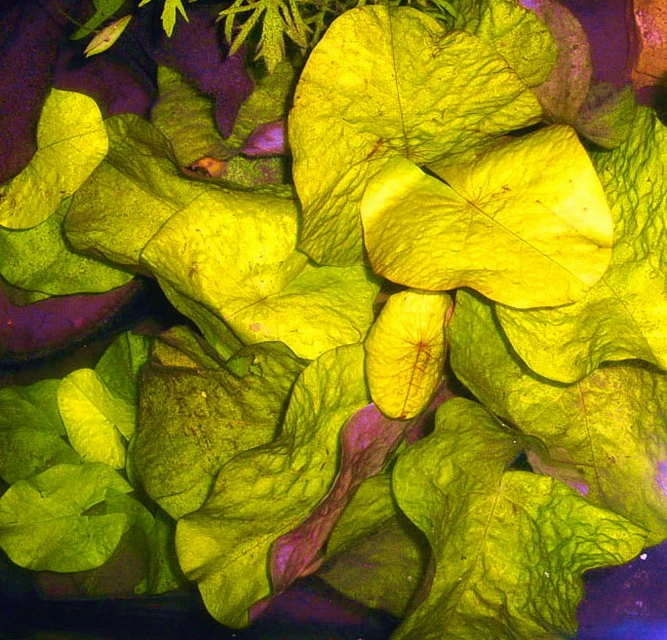 Kleinblättrige Zwerg-Seerose / Nymphaea Minuta Eine RARITÄT! 5 Kleinblättrige Zwerg-Seerose / Nymphaea Minuta Eine RARITÄT! – Bild 3