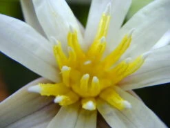 Kleinblättrige Zwerg-Seerose / Nymphaea Minuta Eine RARITÄT! 11 Kleinblättrige Zwerg-Seerose / Nymphaea Minuta Eine RARITÄT! -Pflanzen Serien Rabatt T757OK 1 5