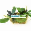 Bucephalandra Spec. ´Next Maximus´ Im Topf ***RARITÄT*** 2 Bucephalandra Spec. ´Next Maximus´ Im Topf ***RARITÄT*** -Pflanzen Serien Rabatt T78SG 1 1