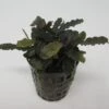 Bucephalandra Spec. ´Biblis Red´ Im Topf ***RARITÄT*** -Pflanzen Serien Rabatt T79SG 1 1