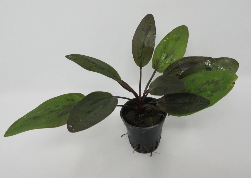 Rainers Felix Amazonas-Schwertpflanze / Echinodorus Rainers Felix 3 Rainers Felix Amazonas-Schwertpflanze / Echinodorus Rainers Felix