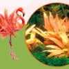 Dennerle InVitro Flamingo Wasserkelch / Cryptocoryne Spec.'Flamingo' -Pflanzen Serien Rabatt T945DE 1 1