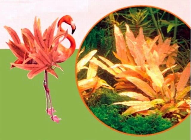 Dennerle InVitro Flamingo Wasserkelch / Cryptocoryne Spec.'Flamingo' 3 Dennerle InVitro Flamingo Wasserkelch / Cryptocoryne Spec.'Flamingo'
