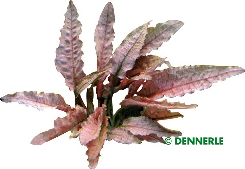 Dennerle InVitro Flamingo Wasserkelch / Cryptocoryne Spec.'Flamingo' 4 Dennerle InVitro Flamingo Wasserkelch / Cryptocoryne Spec.'Flamingo' – Bild 2