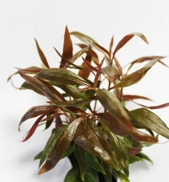 Mini-Papageienblatt Im Topf / Alternanthera Reineckii Mini 3 Mini-Papageienblatt Im Topf / Alternanthera Reineckii Mini