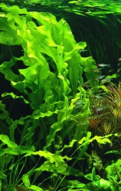 Madagaskar Wasserähre / Aponogeton Ulvaceus -Pflanzen Serien Rabatt T999PP 1 2