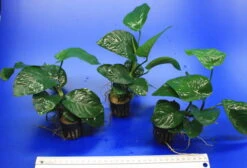 Breitblättriges Speerblatt / Anubias Barteri Var. Barteri -Pflanzen Serien Rabatt TA02PP 1 3