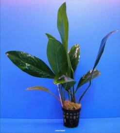 Kongo-Speerblatt / Anubias Congensis -Pflanzen Serien Rabatt TA03PP 1 2