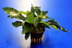 Kleines Speerblatt / Anubias Barteri Var. Glabra - Minima, Für Barsche Geeignet -Pflanzen Serien Rabatt TA04PP 1 4
