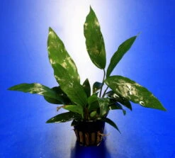 Kleines Speerblatt / Anubias Barteri Var. Glabra - Minima, Für Barsche Geeignet -Pflanzen Serien Rabatt TA04PP 1 6