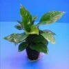 Verschiedenblättriges Speerblatt / Anubias Heterophylla 2 Verschiedenblättriges Speerblatt / Anubias Heterophylla -Pflanzen Serien Rabatt TA05PP 1 1