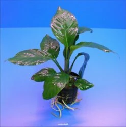 Verschiedenblättriges Speerblatt / Anubias Heterophylla -Pflanzen Serien Rabatt TA05PP 1 2