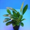 Schmalblättrige Anubias / Anubias Lanceolata -Pflanzen Serien Rabatt TA06PP 1 1