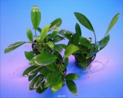 Schmalblättrige Anubias / Anubias Lanceolata 5 Schmalblättrige Anubias / Anubias Lanceolata -Pflanzen Serien Rabatt TA06PP 1 2