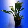 Gillets Speerblatt / Anubias Gilletii, Für Barsche Geeignet -Pflanzen Serien Rabatt TA07PP 1 2