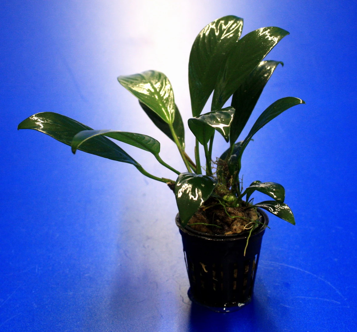 Gillets Speerblatt / Anubias Gilletii, Für Barsche Geeignet 3 Gillets Speerblatt / Anubias Gilletii, Für Barsche Geeignet