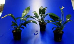 Gillets Speerblatt / Anubias Gilletii, Für Barsche Geeignet 5 Gillets Speerblatt / Anubias Gilletii, Für Barsche Geeignet -Pflanzen Serien Rabatt TA07PP 1 4