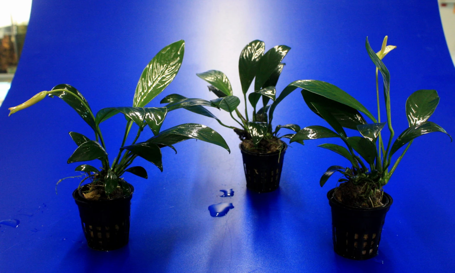 Gillets Speerblatt / Anubias Gilletii, Für Barsche Geeignet 4 Gillets Speerblatt / Anubias Gilletii, Für Barsche Geeignet – Bild 2