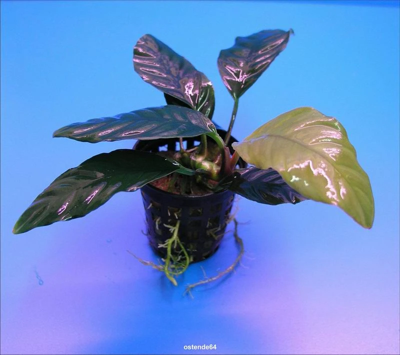 Kaffeeblättriges Speerblatt / Anubias Coffeefolia 3 Kaffeeblättriges Speerblatt / Anubias Coffeefolia