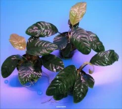 Kaffeeblättriges Speerblatt / Anubias Coffeefolia 6 Kaffeeblättriges Speerblatt / Anubias Coffeefolia -Pflanzen Serien Rabatt TA10PP 1 2