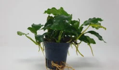 Mehrtriebige Exemplare Zwergspeerblatt / Anubias Nana -Pflanzen Serien Rabatt TA22wf 1 5