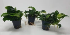 Mehrtriebige Exemplare Zwergspeerblatt / Anubias Nana -Pflanzen Serien Rabatt TA22wf 1 6