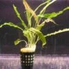Genoppter Wasserkelch / Cryptocoryne Crispatula Var. Balansae 2 Genoppter Wasserkelch / Cryptocoryne Crispatula Var. Balansae -Pflanzen Serien Rabatt TC02PP 1 1