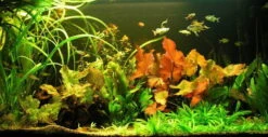 Genoppter Wasserkelch / Cryptocoryne Crispatula Var. Balansae 5 Genoppter Wasserkelch / Cryptocoryne Crispatula Var. Balansae -Pflanzen Serien Rabatt TC02PP 1 2