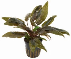 Cryptocoryne Wendtii TROPICA 7 Cryptocoryne Wendtii TROPICA -Pflanzen Serien Rabatt TC15PP 1 4