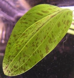 Gefleckte Grüne Schwertpflanze / Echinodorus Ozelot Grün -Pflanzen Serien Rabatt TE08PP 1 3