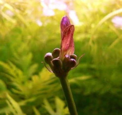 Rot Getüpfelte Schwertpflanze / Echinodorus Ozelot Rot 6 Rot Getüpfelte Schwertpflanze / Echinodorus Ozelot Rot -Pflanzen Serien Rabatt TE09PP 1 2