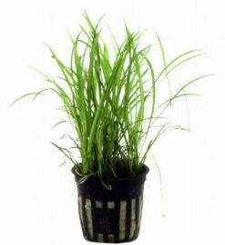 Grasartige Zwergamazonas / Echinodorus Tenellus -Pflanzen Serien Rabatt TE15PP 1 3