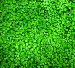 Australisches Zungenblatt / Glossostigma Elatinoides -Pflanzen Serien Rabatt TG17PP 1 2