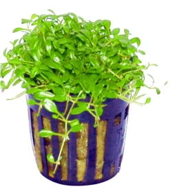 Australisches Zungenblatt / Glossostigma Elatinoides -Pflanzen Serien Rabatt TG17PP 1 3