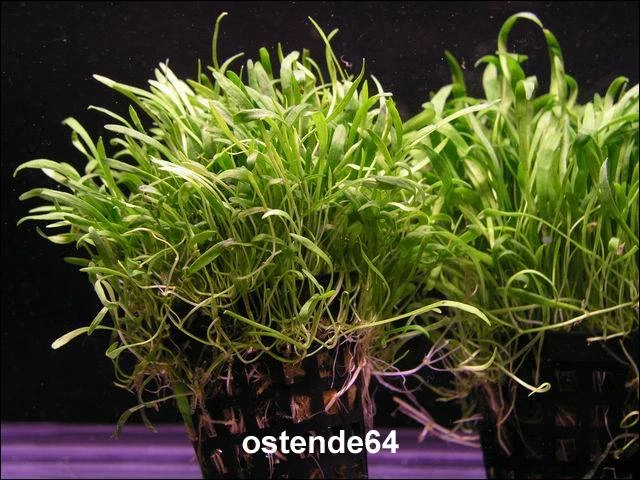 Brasilianische Graspflanze / Lilaeopsis Brasiliensis (Neuseelandgras) Im Topf 3 Brasilianische Graspflanze / Lilaeopsis Brasiliensis (Neuseelandgras) Im Topf