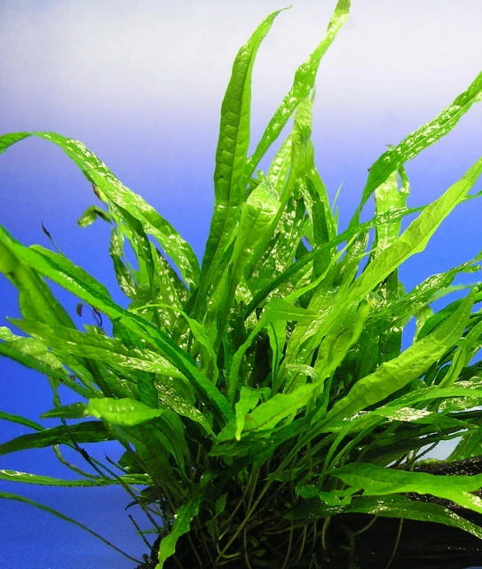 Schmalblättriges Javafarn / Microsorum Pteropus Narrow Leaf 3 Schmalblättriges Javafarn / Microsorum Pteropus Narrow Leaf