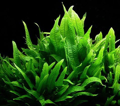 Javafarn / Microsorum Pteropus, Barschfest 3 Javafarn / Microsorum Pteropus, Barschfest