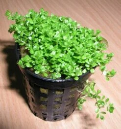 KUBA Zwerg-Perlenkraut / Hemianthus Callitrichoides Cuba - Hcc 6 KUBA Zwerg-Perlenkraut / Hemianthus Callitrichoides Cuba - Hcc -Pflanzen Serien Rabatt TV08PP 1 2