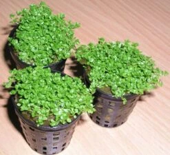 KUBA Zwerg-Perlenkraut / Hemianthus Callitrichoides Cuba - Hcc 7 KUBA Zwerg-Perlenkraut / Hemianthus Callitrichoides Cuba - Hcc -Pflanzen Serien Rabatt TV08PP 1 3