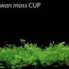 XL In-Vitro Taiwan-Moos / Taxiphyllum Spec. 'Taiwan Moss', Moos -Pflanzen Serien Rabatt T DZ 1 1