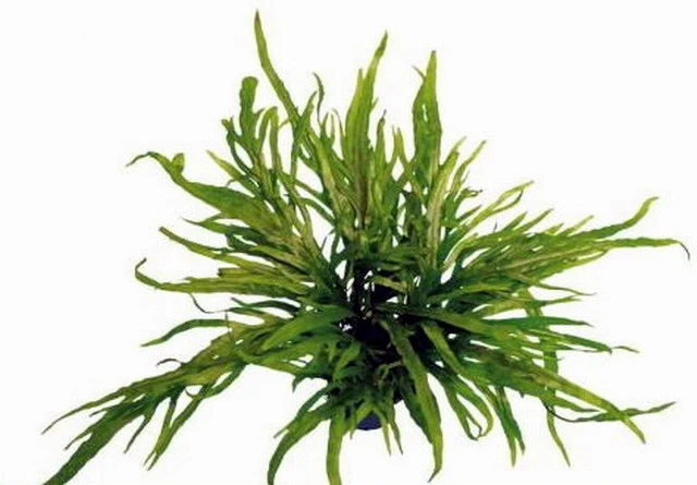 Trident Javafarn / Microsorum Pteropus Trident , TOP-Rarität 3 Trident Javafarn / Microsorum Pteropus Trident , TOP-Rarität