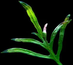 XL In-Vitro Trident Javafarn / Microsorum Pteropus Trident -Pflanzen Serien Rabatt T M43DE 1 3