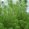 Quirliges Tausendblatt / Myriophyllum Verticillatum Im 11x11 Cm Topf -Pflanzen Serien Rabatt U 018BA 1 1