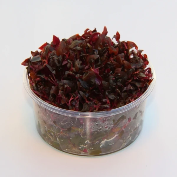 In-Vitro Mini-Papageienblatt / Alternanthera Reineckii 'mini' 3 In-Vitro Mini-Papageienblatt / Alternanthera Reineckii 'mini'